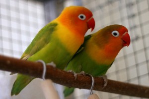 agapornis_fischeri_couple.jpg