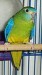 66px-Turquoise_Parrot-01