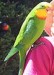 87px-Superb_parrot_email