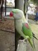 90px-Alexandrine_Parakeet-Psittacula_eupatria-Symbio_wildlife_park-NSW