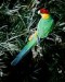 96px-Red-Capped-Parrot_0004_flat_web