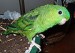 120px-Bolborhynchus_lineola_-pet_parrot