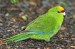 120px-Yellow_crowned_parakeet