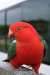 Australian_King-Parrot